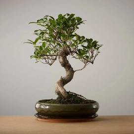 Bonsai of Ikigai