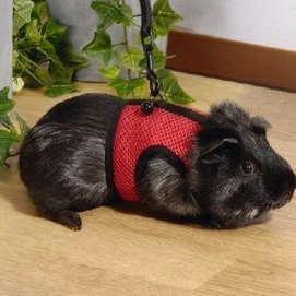 Loopharnas Cavia Beeztees Comfort