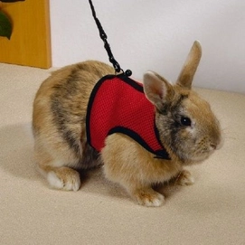 Loopharnas Konijn Beeztees Comfort