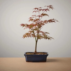 Bonsai of Manzoku