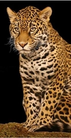 Strandtuch Leopard XL