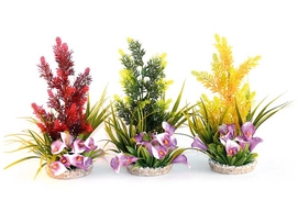Aquariumplant Coloured Plants Paradise Rosewood