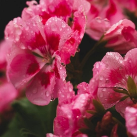 4---geranium_1200x1200