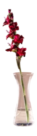 9---025372_5_K_dacdecfe-db19-4561-bbdd-703977548eff-_no-bg