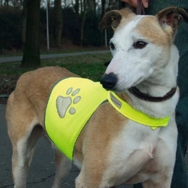 Veiligheidsvest Safety Gear Hond Reflecterend Geel